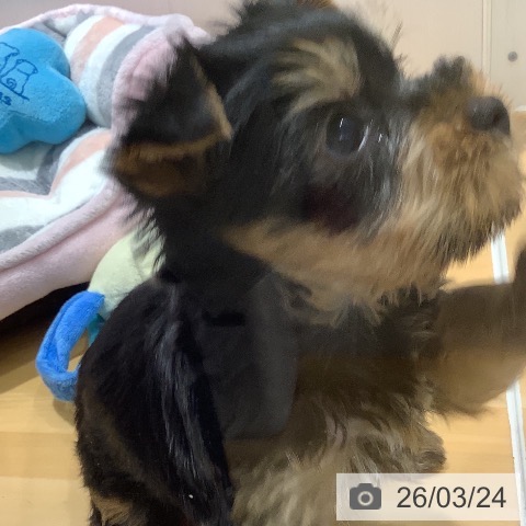 ヨークシャー・テリアの写真