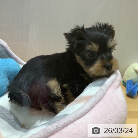 ヨークシャー・テリアの写真