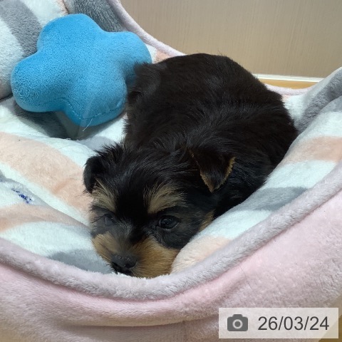 ヨークシャー・テリアの写真