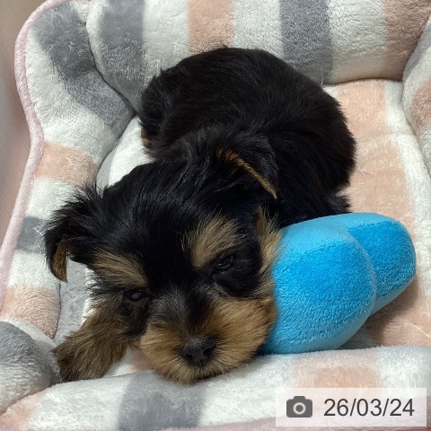 ヨークシャー・テリアの写真