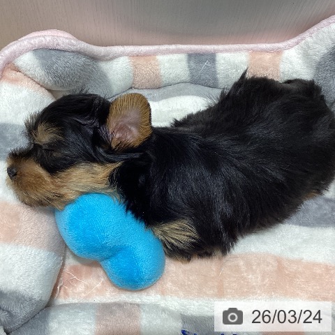 ヨークシャー・テリアの写真