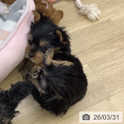 山梨県のヨークシャーテリア (ペットプラス 甲府昭和店/2026年1月17日生まれ/男の子/スチールブルータン)の子犬の3枚目の画像