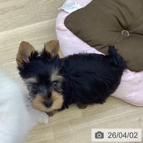 山梨県のヨークシャーテリア (ペットプラス 甲府昭和店/2026年1月17日生まれ/男の子/スチールブルータン)の子犬の3枚目の画像