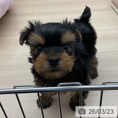 ヨークシャー・テリアの写真