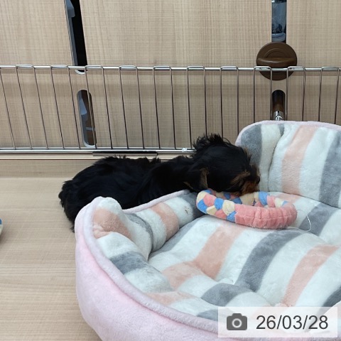 埼玉県のヨークシャーテリア (ペッツワン 浦和美園店/2026年1月18日生まれ/男の子/スチールブルータン)の子犬の3枚目の画像