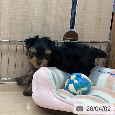 埼玉県のヨークシャーテリア (ペッツワン 浦和美園店/2026年1月18日生まれ/男の子/スチールブルータン)の子犬の4枚目の画像