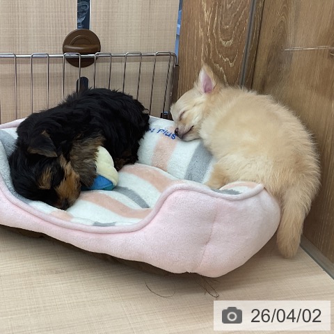 埼玉県のヨークシャーテリア (ペッツワン 浦和美園店/2026年1月18日生まれ/男の子/スチールブルータン)の子犬の3枚目の画像