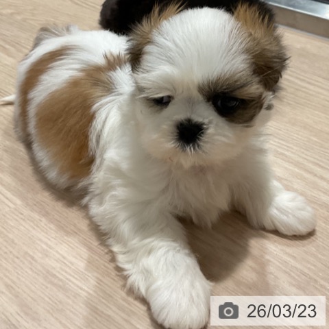 シー・ズーの写真