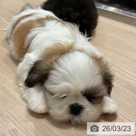 シー・ズーの写真