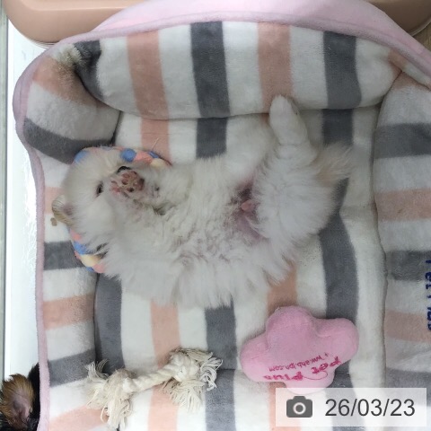 茨城県のポメラニアン (ペットプラス つくば店/2026年1月19日生まれ/男の子/ホワイト)の子犬の3枚目の画像