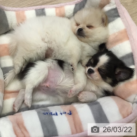 ポメラニアンの写真