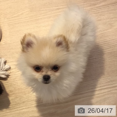 東京都のポメラニアン (ペットプラス 多摩平の森店/2026年1月19日生まれ/男の子/ホワイト)の子犬の4枚目の画像