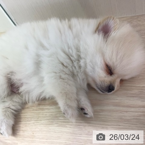 東京都のポメラニアン (ペットプラス 多摩平の森店/2026年1月19日生まれ/男の子/ホワイト)の子犬の3枚目の画像