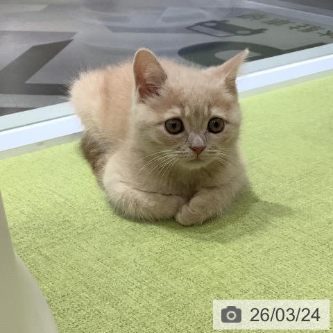 埼玉県のブリティッシュショートヘアー (ペットプラス 川口店/2026年1月5日生まれ/男の子/クリームタビー)の子猫の4枚目の画像