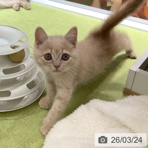 埼玉県のブリティッシュショートヘアー (ペットプラス 川口店/2026年1月5日生まれ/男の子/クリームタビー)の子猫の3枚目の画像