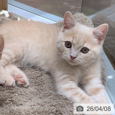 埼玉県のブリティッシュショートヘアー (ペットプラス 川口店/2026年1月5日生まれ/男の子/クリームタビー)の子猫の3枚目の画像