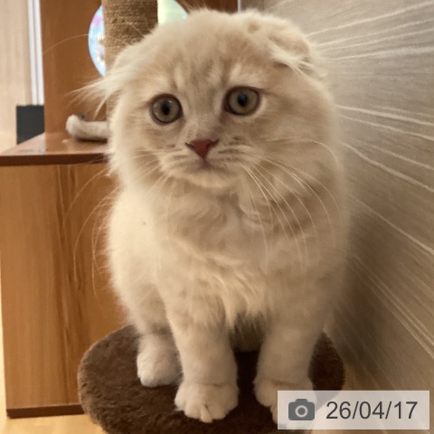 山形県のスコティッシュフォールド (ペットプラス 天童店/2026年1月9日生まれ/男の子/クリーム)の子猫の4枚目の画像