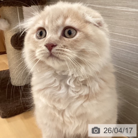 山形県のスコティッシュフォールド (ペットプラス 天童店/2026年1月9日生まれ/男の子/クリーム)の子猫の3枚目の画像