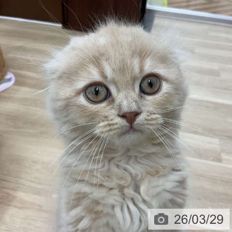神奈川県のスコティッシュフォールド (ペットプラス アミーゴ藤沢店/2026年1月9日生まれ/男の子/クリーム)の子猫の4枚目の画像