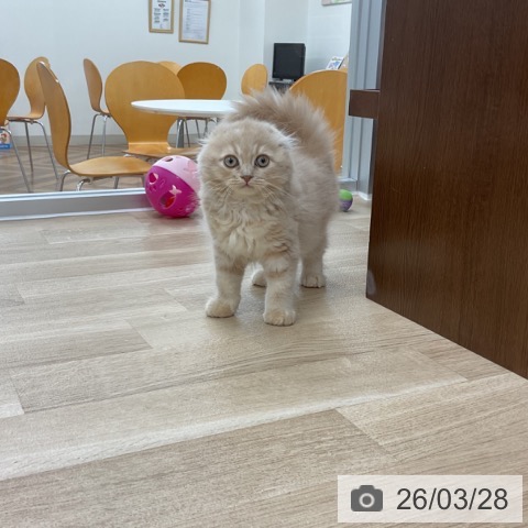 神奈川県のスコティッシュフォールド (ペットプラス アミーゴ藤沢店/2026年1月9日生まれ/男の子/クリーム)の子猫の3枚目の画像