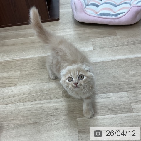 神奈川県のスコティッシュフォールド (ペットプラス アミーゴ藤沢店/2026年1月9日生まれ/男の子/クリーム)の子猫の3枚目の画像