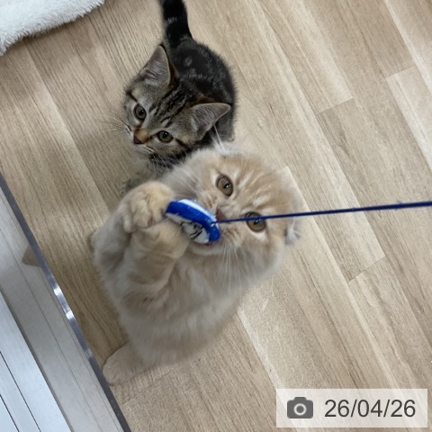 神奈川県のスコティッシュフォールド (ペットプラス アミーゴ藤沢店/2026年1月9日生まれ/男の子/クリーム)の子猫の3枚目の画像