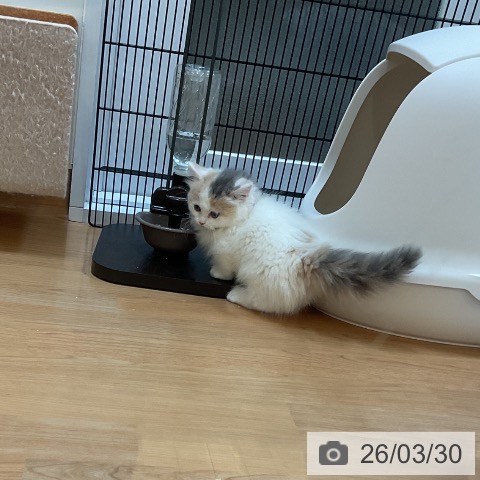 埼玉県のマンチカン (ペッツワン 浦和美園店/2026年1月18日生まれ/女の子/ダイリュートキャリコ)の子猫の4枚目の画像