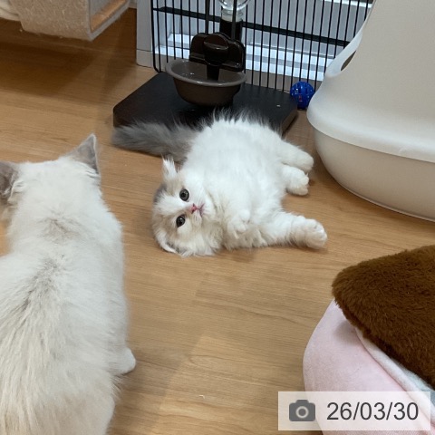 埼玉県のマンチカン (ペッツワン 浦和美園店/2026年1月18日生まれ/女の子/ダイリュートキャリコ)の子猫の3枚目の画像