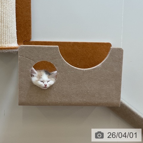 埼玉県のマンチカン (ペッツワン 浦和美園店/2026年1月18日生まれ/女の子/ダイリュートキャリコ)の子猫の3枚目の画像