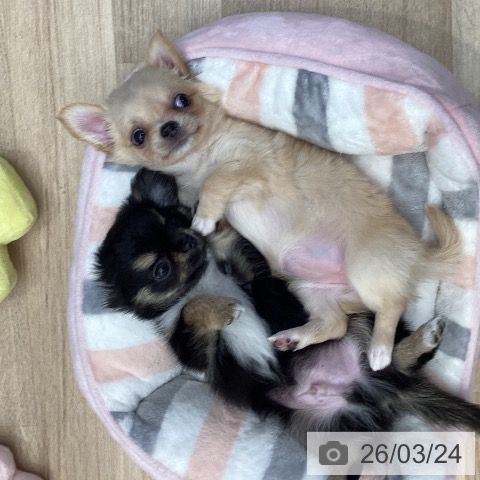 東京都のチワワ(ロング) (ペットプラス むさし村山店/2026年1月18日生まれ/女の子/クリーム)の子犬の4枚目の画像