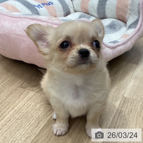 東京都のチワワ(ロング) (ペットプラス むさし村山店/2026年1月18日生まれ/女の子/クリーム)の子犬の3枚目の画像