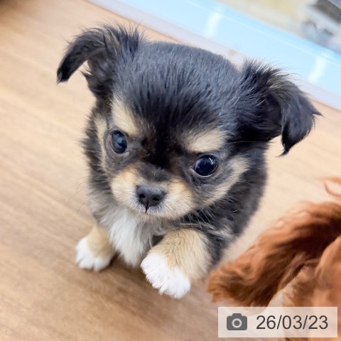 千葉県のチワワ(ロング) (ペッツワン 千葉ニュータウン店/2026年1月20日生まれ/女の子/ブラックタン)の子犬の4枚目の画像