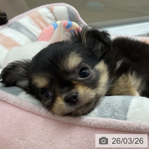 千葉県のチワワ(ロング) (ペッツワン 千葉ニュータウン店/2026年1月20日生まれ/女の子/ブラックタン)の子犬の3枚目の画像