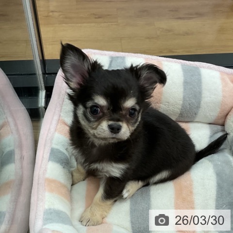 茨城県のチワワ(ロング) (ペッツワン 古河店/2026年1月20日生まれ/女の子/ブラックタン)の子犬の3枚目の画像