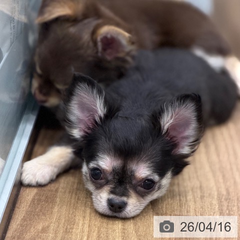 茨城県のチワワ(ロング) (ペッツワン 古河店/2026年1月20日生まれ/女の子/ブラックタン)の子犬の3枚目の画像