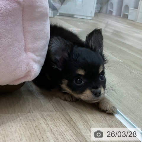 群馬県のチワワ(ロング) (ペットプラス 前橋店/2026年1月19日生まれ/女の子/ブラックタンホワイト)の子犬の3枚目の画像