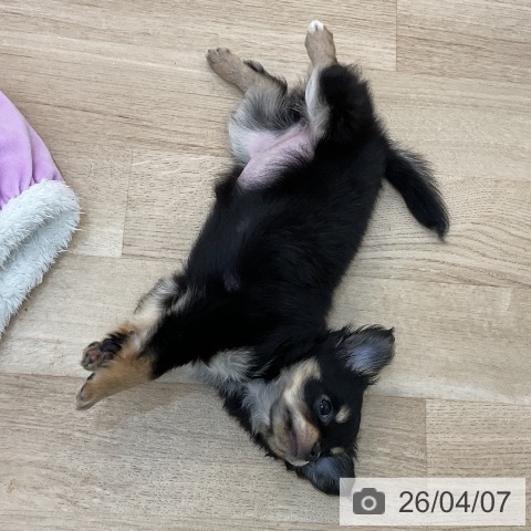 群馬県のチワワ(ロング) (ペットプラス 前橋店/2026年1月19日生まれ/女の子/ブラックタンホワイト)の子犬の3枚目の画像