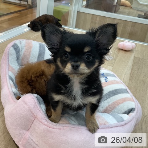 群馬県のチワワ(ロング) (ペットプラス 前橋店/2026年1月19日生まれ/女の子/ブラックタンホワイト)の子犬の3枚目の画像