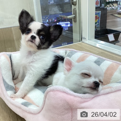 山梨県のチワワ(ロング) (ペットプラス 甲府国母店/2026年1月19日生まれ/女の子/ホワイトブラックタン)の子犬の4枚目の画像