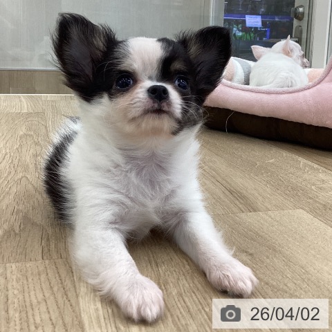 山梨県のチワワ(ロング) (ペットプラス 甲府国母店/2026年1月19日生まれ/女の子/ホワイトブラックタン)の子犬の3枚目の画像