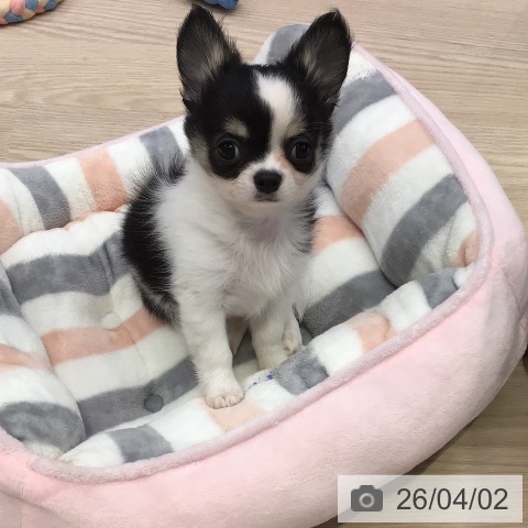 東京都のチワワ(ロング) (ペットプラス 多摩平の森店/2026年1月19日生まれ/男の子/ホワイトブラックタン)の子犬の4枚目の画像