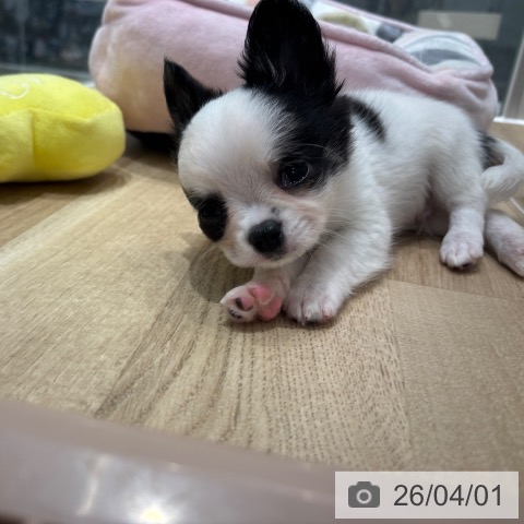 千葉県のチワワ(ロング) (ペットプラス 木更津店/2026年1月19日生まれ/男の子/ホワイトブラックタン)の子犬の4枚目の画像