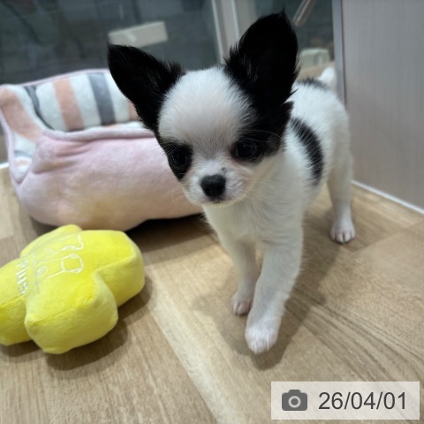 千葉県のチワワ(ロング) (ペットプラス 木更津店/2026年1月19日生まれ/男の子/ホワイトブラックタン)の子犬の3枚目の画像