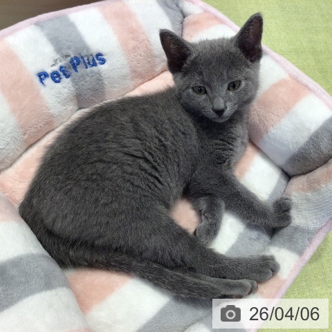 ロシアンブルーの写真