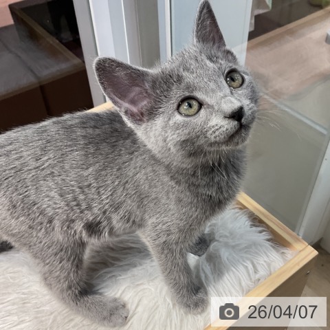 群馬県のロシアンブルー (ペットプラス イオンモール太田店/2026年1月20日生まれ/女の子/ブルー)の子猫の4枚目の画像