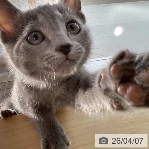 群馬県のロシアンブルー (ペットプラス イオンモール太田店/2026年1月20日生まれ/女の子/ブルー)の子猫の3枚目の画像