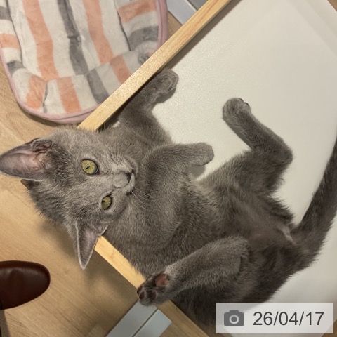 群馬県のロシアンブルー (ペットプラス イオンモール太田店/2026年1月20日生まれ/女の子/ブルー)の子猫の3枚目の画像