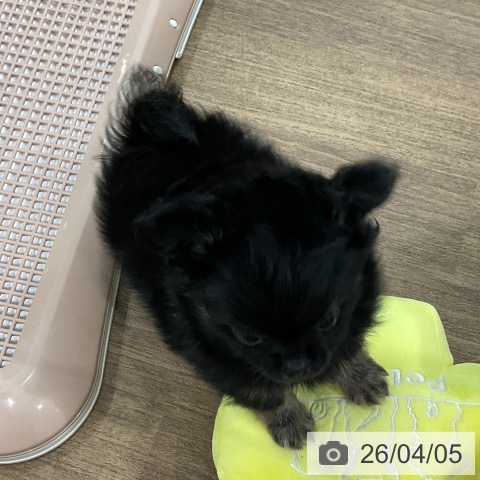 埼玉県のチワワ(ロング) (ペッツワン 吉川美南店/2026年1月18日生まれ/男の子/ブラックタン)の子犬の4枚目の画像