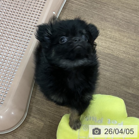 埼玉県のチワワ(ロング) (ペッツワン 吉川美南店/2026年1月18日生まれ/男の子/ブラックタン)の子犬の3枚目の画像