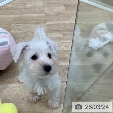 東京都のミニチュアシュナウザー (ペットプラス 日の出店/2026年1月19日生まれ/男の子/ホワイト)の子犬の4枚目の画像